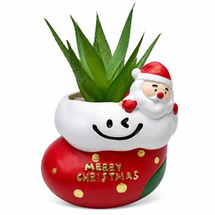 Γλαστράκι με Λουλούδια, Merry Christmas Άγιος-Μπότα 11x9cm  στην Κατηγορία Λουλούδια - Κλωνάρια 